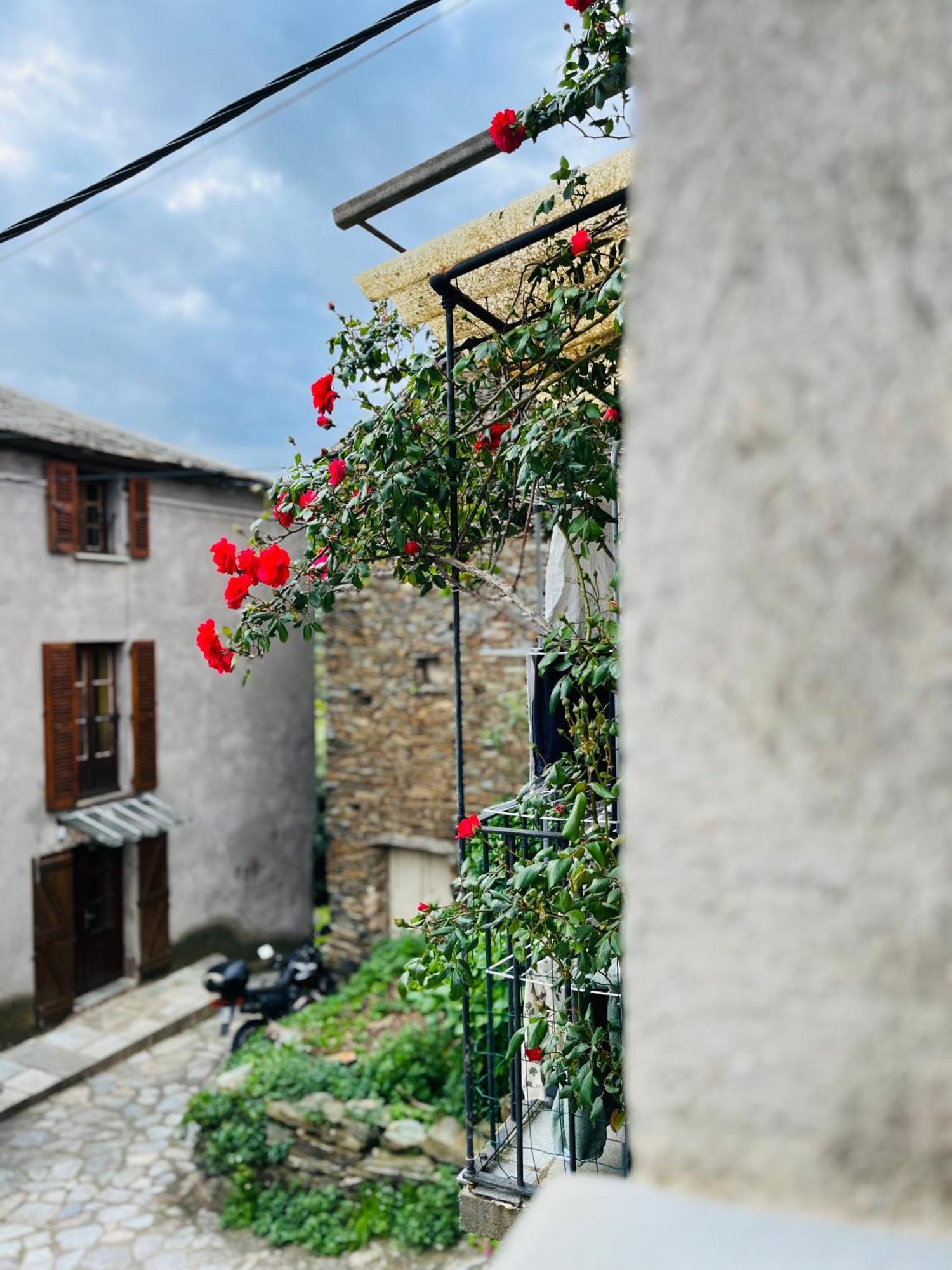 Tres Jolie Maison Aux Portes Du Cap Corse Sisco Luaran gambar